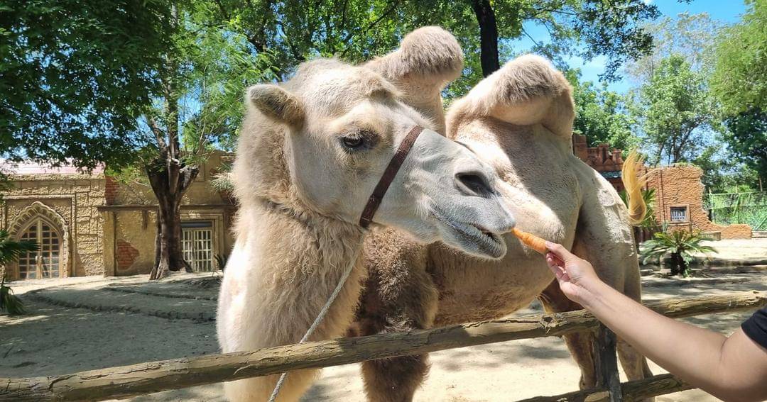 Popmama.com/Sania Chandra